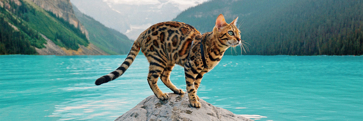 Suki the Cat on a rock above a turquoise mountain lake